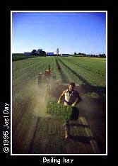 Darrell Witmer hefting fresh bales of alfalfa onto hay wagon (with Scott Greenly driving tractor).