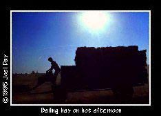 Darrell Witmer stacking fresh bails of alfalfa on hay wagon on a hot summer afternoon.