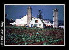 Amish Children Walking Tobacco Field near Strasburg, Pennsylvania.