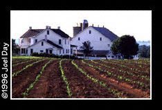 Early corn sprouting up on Amish Dairy Farm.