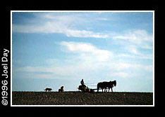Amish Father and Son Cultivating Tobacco near Lancaster, Pennsylvania.