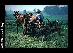 Amishman raking cut Alfalfa into rows for Hay Bailing.