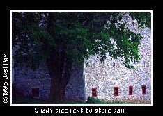 Maple tree shading an historic stone barn near Donegal Springs, Pennsylvania.