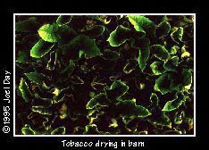 Freshly cut Tobacco hanging in shed to dry near Washington Boro, Pennsylvania.