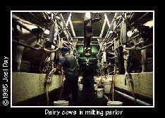 Dairy cows in modern carousel milking parlor near Manheim, Pennsylvania.