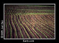 Rows of early corn sprouting up through rich soil near Maytown, Pennsylvania.