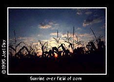 Early Sunrise over field of mature corn near Elizabethtown, Pennsylvania.