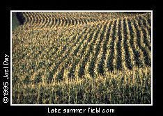 Rows of late summer field corn growing near Safe Harbor, Pennsylvania.