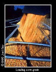 Close-up of freshly harvested corn grain being loaded into a tractor trailer for shipping.