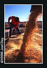 Farmer spreading out corn in truck bin as freshly harvested grain is added.
