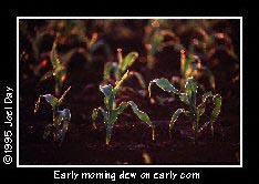 Sunrise refracting through early morning dew droplets on young field corn near Ephrata, Pennsylvania.