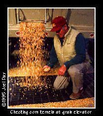 Inspecting quality of corn grain at grain elevator near Cranbury, New Jersey.