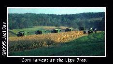 Five combines harvesting mature field corn together near Wilmington, Delaware.