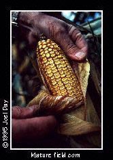Close-up of mature farmer peeling back the ears of some mature field corn for inspection near Columbia, Pennsylvania.