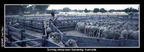 Aboriginal farmhand sorting sheep near Katanning, Western Australia.