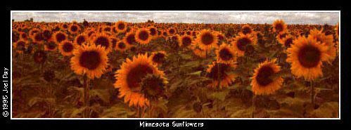 Sunflowers growing in fields outside of Minneapolis, Minnesota.