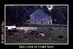 Dairy cows leading their way out to pasture near historic stone farmhouse in Donegal Springs, Pennsylvania.