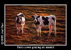 Dairy Cows taking a break from grazing at sundown near Mount Nebo, Pennsylvania.