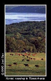 Horse round-up along Susquehanna River southwest of Columbia, Pennsylvania.