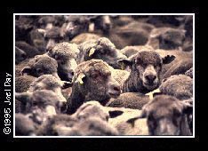 Western Australian Wool Sheep in corral near Katanning.