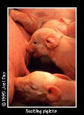 Young piglets suckling off mother in pig shed near Greenhill, Maryland.
