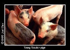 Young Feeder Pigs in pen near Greenhill, Maryland.