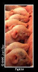 Young piglets suckling off mother in pig shed near Greenhill, Maryland.