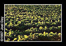 Field of medium sized soybean crops near Maytown, Pennsylvania.