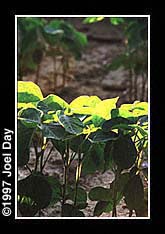 Close-up of medium sized soybean crops near Maytown, Pennsylvania.