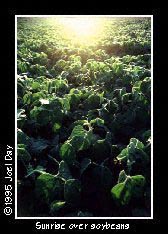 Sunrising over mature green Soybean plants near Elizabethtown, Pennsylvania.