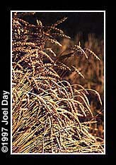 Freshly cut Wheat drying in shocks on Amish farm near Bird-in-Hand, Pennsylvania.
