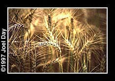 Harvest ready bearded wheat awaiting harvest near Lancaster, Pennsylvania.