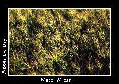 Maturing Winter Wheat in field near Kennett Square, Pennsylvania.