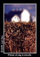 Freshly cut Wheat drying in shocks on Amish farm near Bird-in-Hand, Pennsylvania.