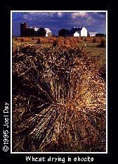 Freshly cut Wheat drying in shocks on Amish farm near Bird-in-Hand, Pennsylvania.