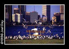 Man feeding seagulls from bench across the Swan River from Perth in Sir James Mitchell Park, South Perth, Western Australia. 