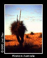 Blackboy grass tree in paddock field in rural Western Australia.