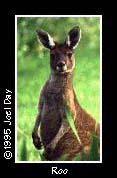 Kangaroo in Walyunga National Park near Perth, Western Australia.