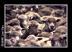 Shearing sheep bunched together in corral outside Katanning, Western Australia.