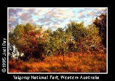 Native Australian grasses, bushes, and trees in Yalgorup National Park between Mandurah and Bunbury south of Perth, Western Australia just before sunset.